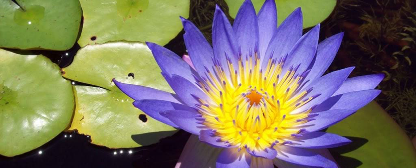 Meet the Blue Lotus
