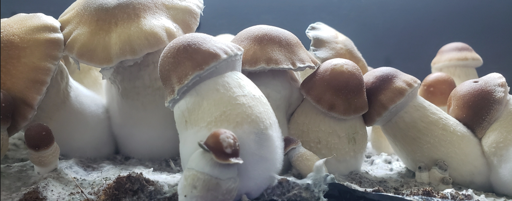 Why are Penis Envy Shrooms so Popular?