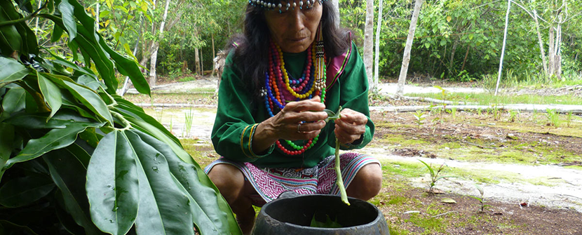 Shipibo-Konibo Tribe and Ayahuasca