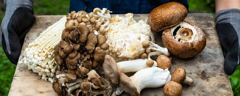6 Best Mushrooms to Grow at Home