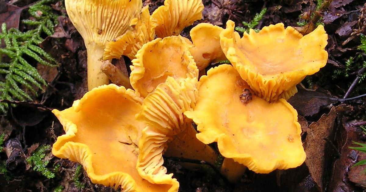 Mushrooms Boost Health for Women