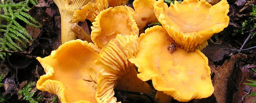 Mushrooms Boost Health for Women