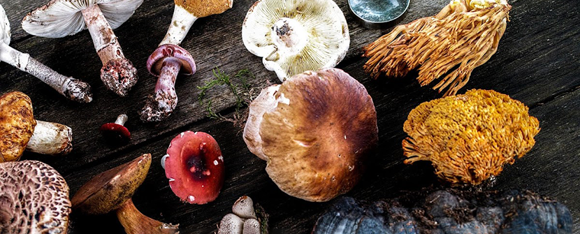 The Significance of Fruiting Bodies in Mushrooms
