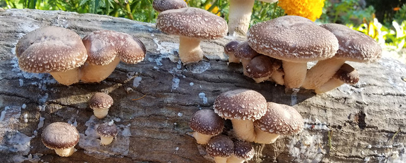 Outdoor Mushroom Cultivation: A Guide