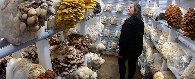 Growing Mushrooms for Profit