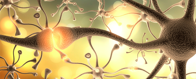 DMT Enhances Neuroplasticity