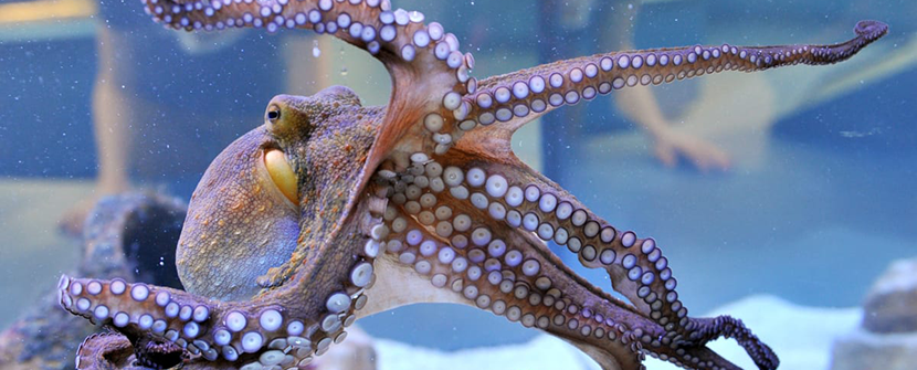 Ecstasy and Hugging Octopuses