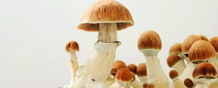 5 Tips for Mushroom Pinning