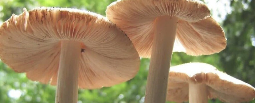 Fungi Helps Us Fight Pollution