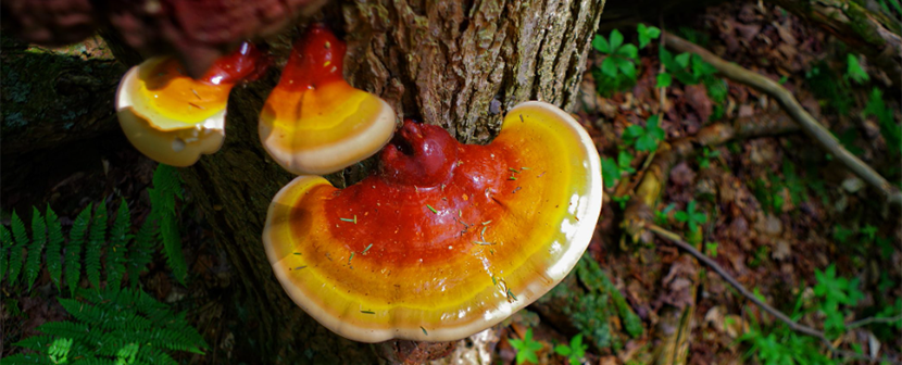 Reishi Mushrooms: Nature's Healing Treasure